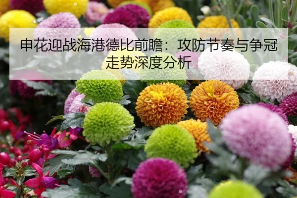 申花迎战海港德比前瞻：攻防节奏与争冠走势深度分析
